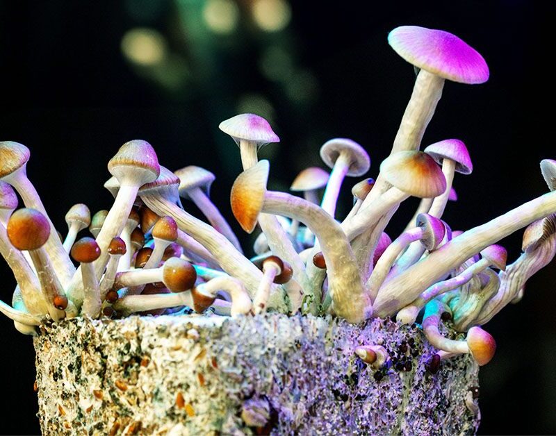 could psilocybin help treat ibs a new study investigates 6843441de0c2e