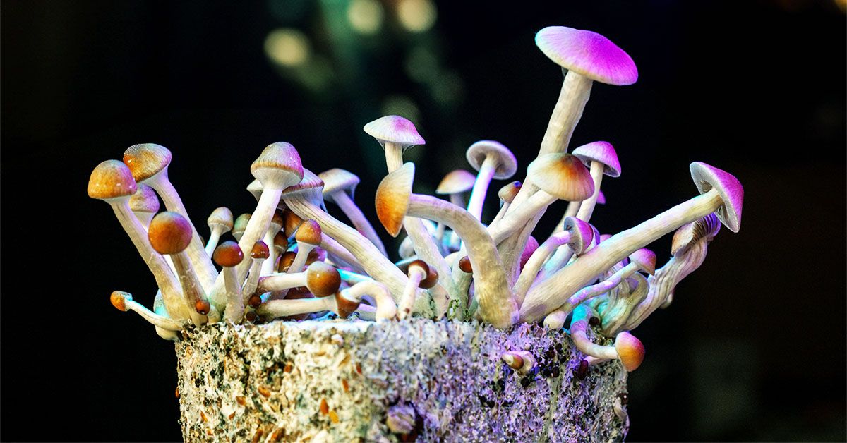 Psilocibina ar putea fi soluția pentru sindromul intestinului iritabil? O nouă cercetare explorează această posibilitate