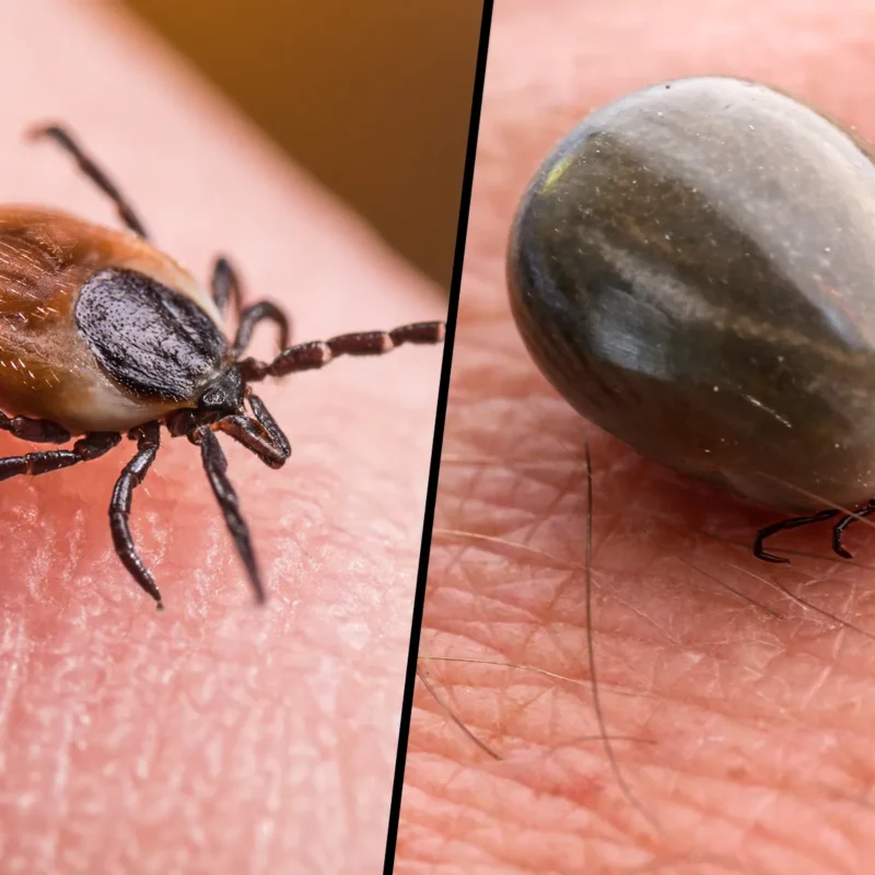 why this tick season is worse and how to protect yourself 68508fe899a6d