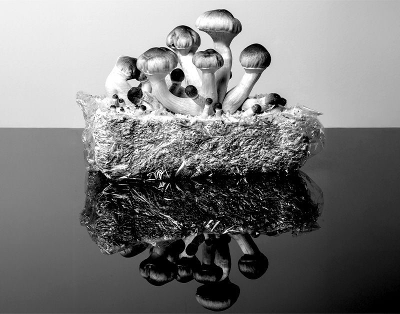 slowing aging psilocybin helps extend life span in human cells by over 50 687685178902c