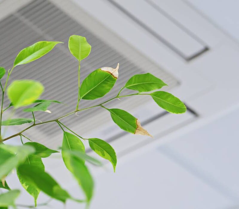 aerul conditionat de la birou iti poate afecta sanatatea semnele care ar putea indica o problema ascunsa 6a2a56a46a875