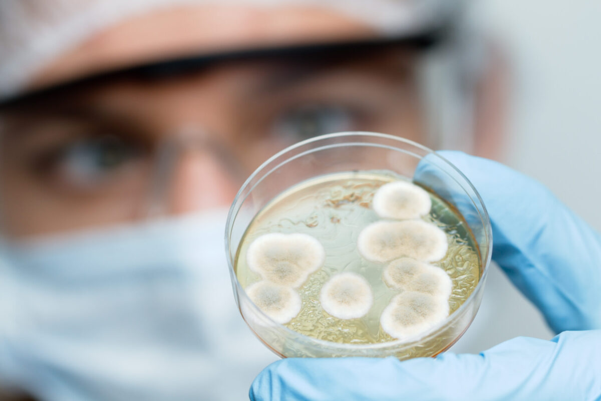 Bacteriile care au distrus complet tumorile după o singură administrare