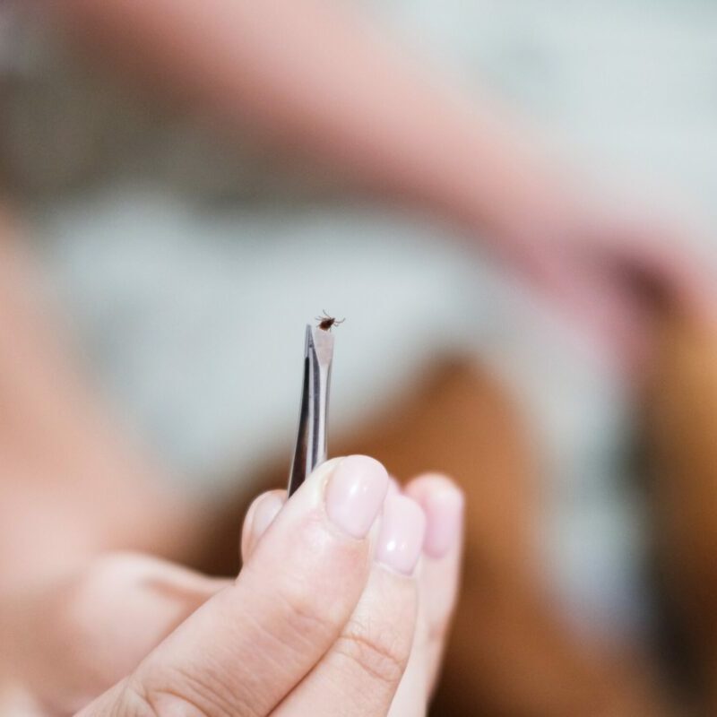 capusa care poate declansa o alergie neasteptata la carne simptomele care apar dupa muscatura si cand trebuie sa mergi de urgenta la medic 6a59b8af6fefb