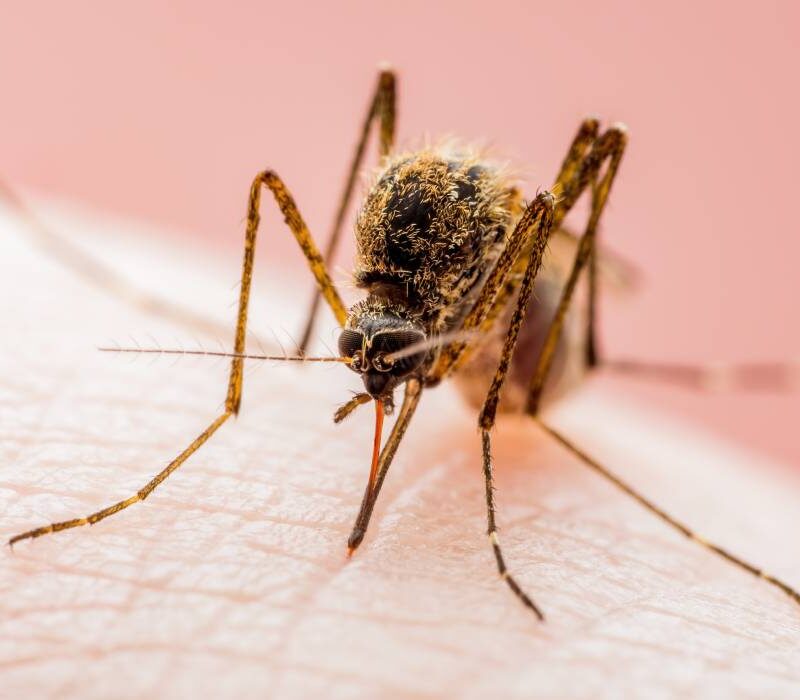 o simpla intepatura de tantar poate afecta creierul ce este encefalita japoneza si care sunt simptomele ce necesita internare de urgenta 6a6b22849e157