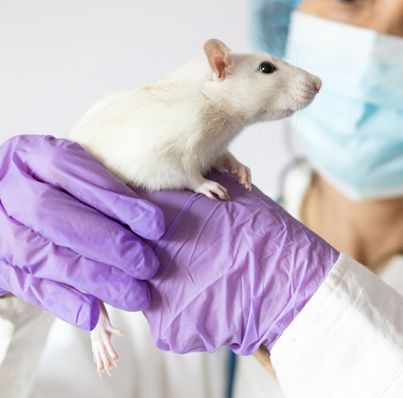 avertismentul medicilor dupa o muscatura de sobolan infectiile grave care pot aparea si ce trebuie facut de urgenta 6a7479258db3e