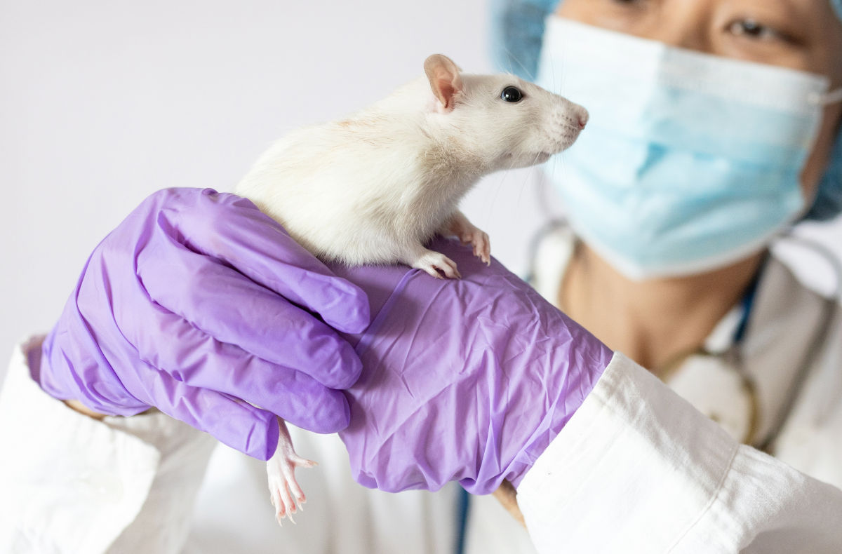 Alerta medicilor în urma unei mușcături de șobolan! Riscurile infecțiilor severe și pașii urgenti de urmat